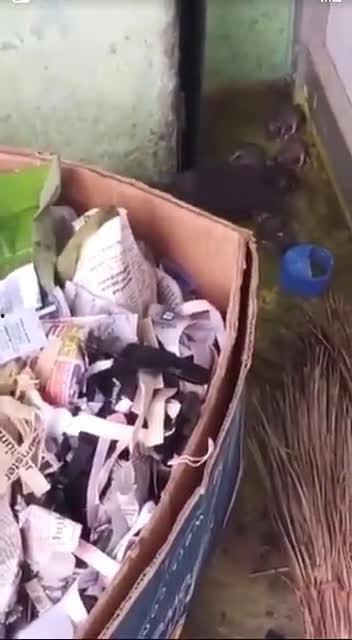 最新老鼠爆料新闻,揭秘娱乐圈惊人内幕